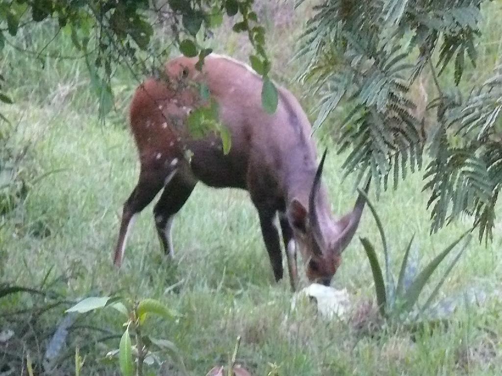Amanzimlotzi Riverside Bush Camp Hoedspruit Quarto foto
